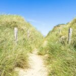 pathway surrounded with grasses